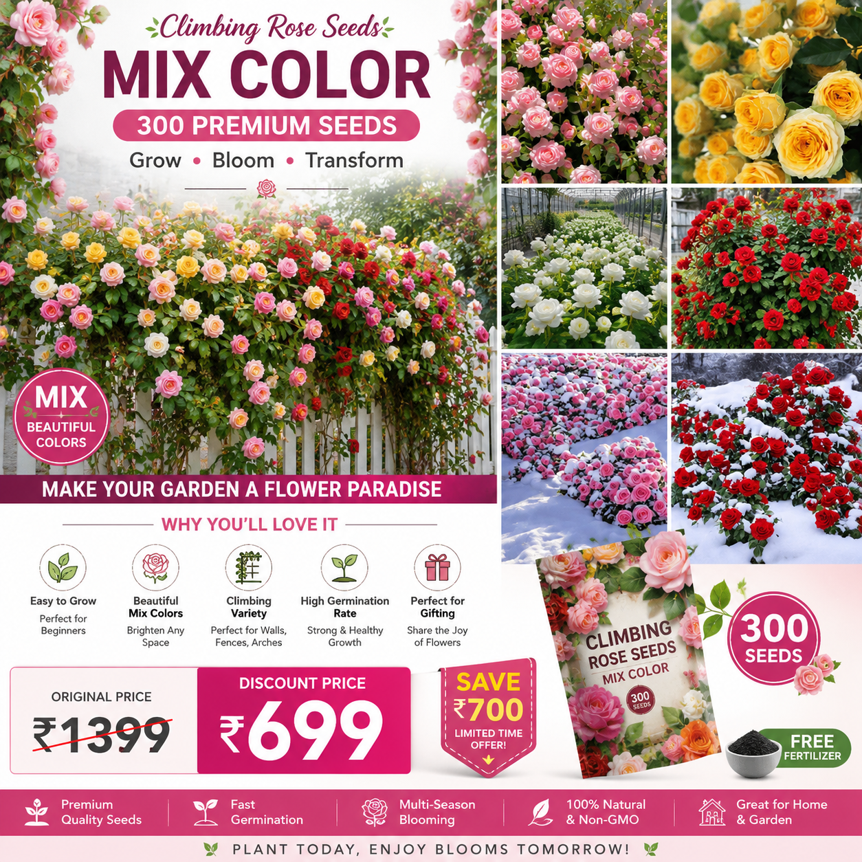 300 Mix Color Climbing Rose Seeds with Free Fertilizer