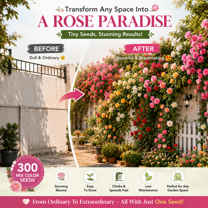 300 Mix Color Climbing Rose Seeds with Free Fertilizer