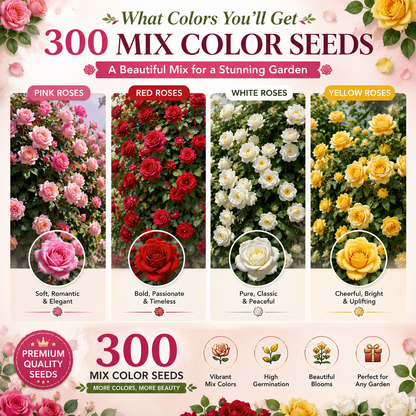 300 Mix Color Climbing Rose Seeds with Free Fertilizer