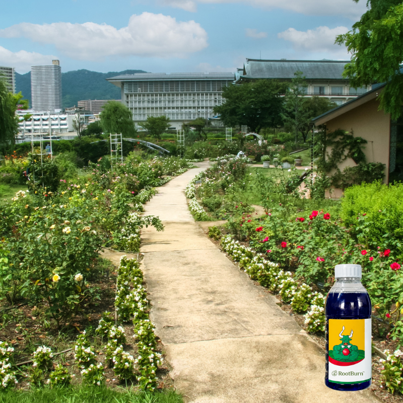 Destroy Stubborn Weeds Within 24 Hours | Buy 1 Get 1 Free 360 ml